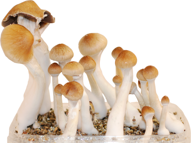 How Microdosing Magic Mushrooms Can Change Your Life