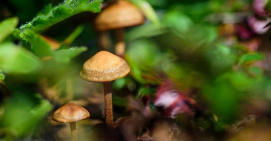 Magic Mushrooms and Depression