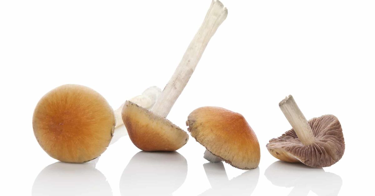 how long do shrooms last?