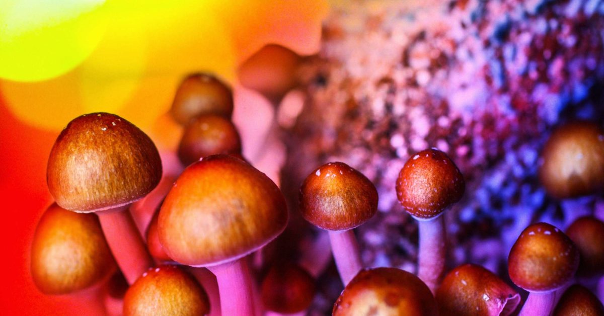 Whay is Psilocybin?