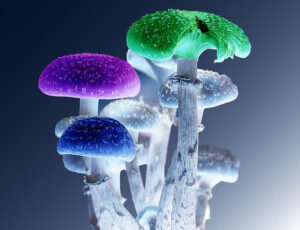 Buy Magic Mushrooms Online in Canada 