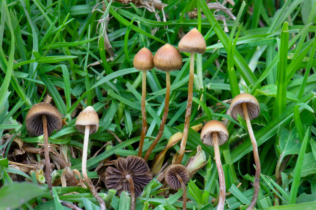 Buy Mexicana Magic Mushrooms Online in Canada